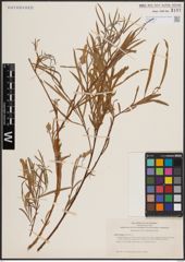 Foto von Salix exigua Nutt.